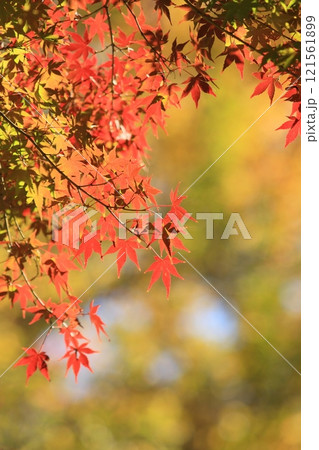 真っ赤に色づいた紅葉　真っ赤なかえで　紅葉 121561899