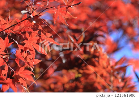 真っ赤に色づいた紅葉　真っ赤なかえで　紅葉 121561900