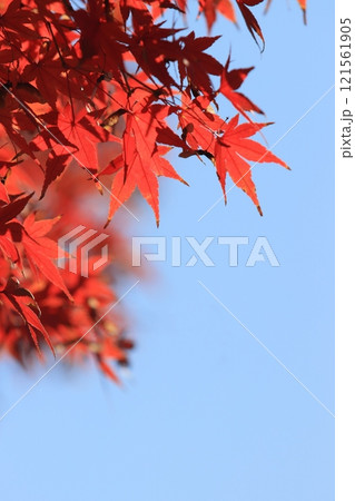 真っ赤に色づいた紅葉　真っ赤なかえで　紅葉 121561905