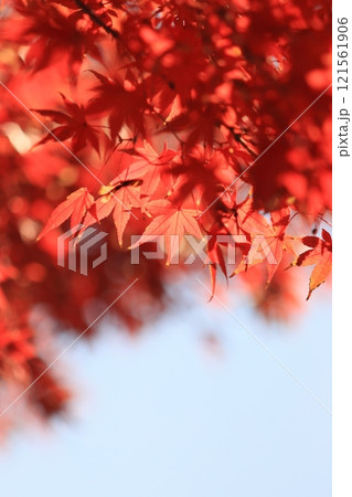 真っ赤に色づいた紅葉　真っ赤なかえで　紅葉 121561906