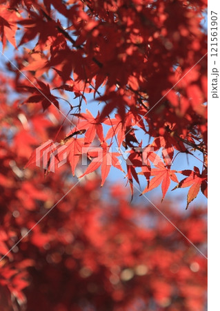 真っ赤に色づいた紅葉　真っ赤なかえで　紅葉 121561907