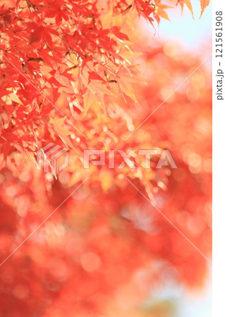 真っ赤に色づいた紅葉　真っ赤なかえで　紅葉 121561908
