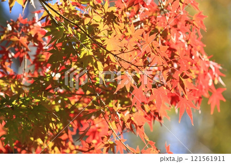 真っ赤に色づいた紅葉 真っ赤なかえで 紅葉 真っ赤に色づいた紅葉 真っ赤なかえで 紅葉 121561911