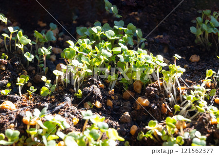 葉物野菜の発芽 葉物野菜の発芽 121562377