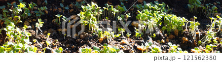 葉物野菜の発芽 葉物野菜の発芽 121562380