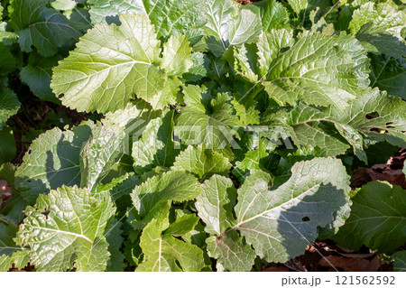 葉に辛みがあるカラシナ、別名セイヨウカラシナ【アブラナ科】 121562592