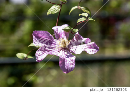 クレマチスの花 【桃色のコンテス・ド・プーショ】 クレマチスの花 【桃色のコンテス・ド・プーショ】 121562598
