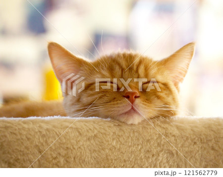 眠る福々しい茶トラの子猫 あご乗せ 眠る福々しい茶トラの子猫 あご乗せ 121562779