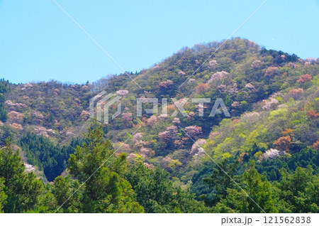 桜咲く春の秩父の山 桜咲く春の秩父の山 121562838