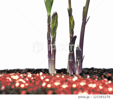 気候危機イメージ 脱炭素社会 SDGs 世界共通の課題 気候危機イメージ 脱炭素社会 SDGs 世界共通の課題 121563278