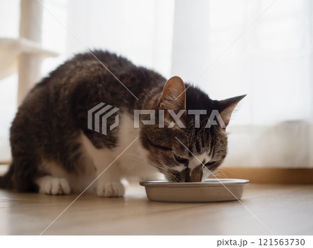 キャットフードを食べる猫 121563730