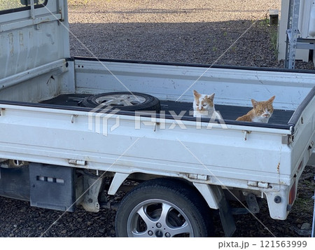軽トラに乗る野良猫 軽トラに乗る野良猫 121563999