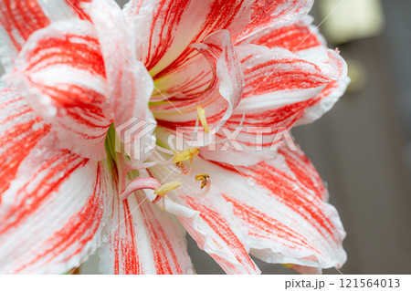 花びらに雫が付いているアマリリス 花びらに雫が付いているアマリリス 121564013