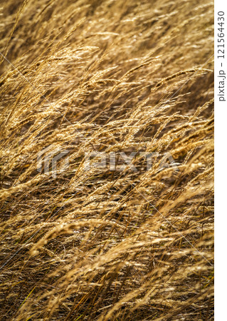 Dry yellow grass 121564430