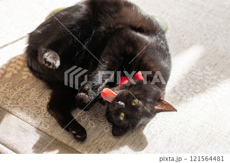 くろねこ くろねこ 121564481