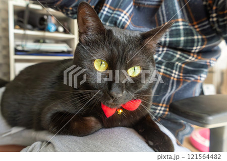 くろねこ 121564482