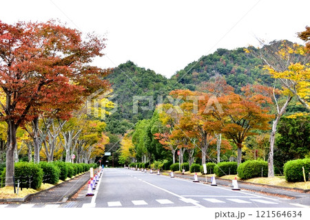 滋賀県野洲市 希望が丘文化公園スポーツゾーン付近の秋景色 滋賀県野洲市 希望が丘文化公園スポーツゾーン付近の秋景色 121564634