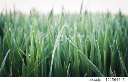 Water drops on green rice leaves Water drops on green rice leaves 121564645