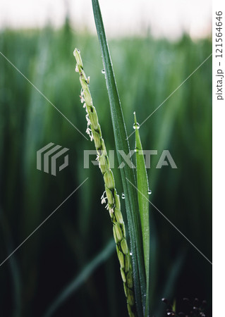 Close up rice paddy on rice plant and blur green nature backgorund Close up rice paddy on rice plant and blur green nature backgorund 121564646