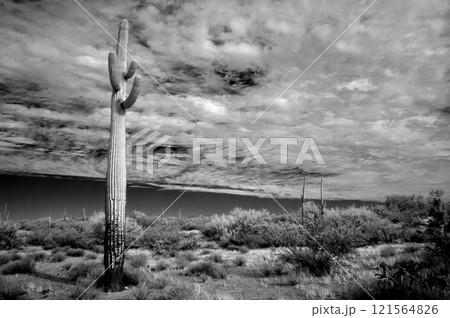 Sonora Desert Arizona in Infrared Sonora Desert Arizona in Infrared 121564826