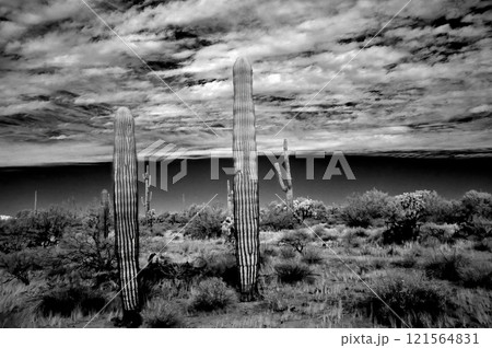 Sonora Desert Arizona in Infrared 121564831
