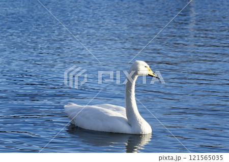水面に浮かぶキレイな白鳥 アップ 水面に浮かぶキレイな白鳥 アップ 121565035