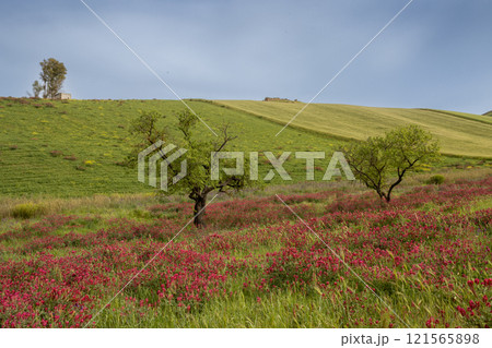 Landscape with a clover field, Sicily, Italy Landscape with a clover field, Sicily, Italy 121565898