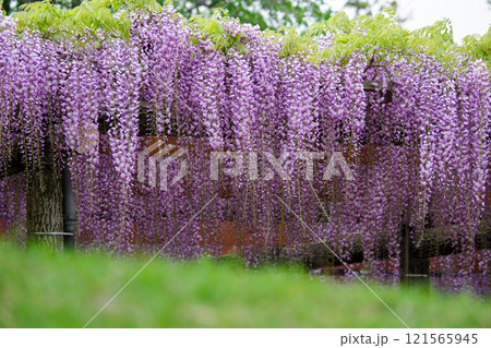 緑と調和する藤の花棚の美しい風景 121565945