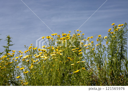 Wild flowers in the sunlight in the spring, Italy Wild flowers in the sunlight in the spring, Italy 121565976