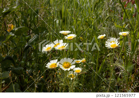 Wild flowers in the sunlight in the spring, Italy 121565977