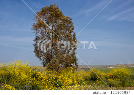 Tree in a blossoming field, Sicily, Italy 121565984