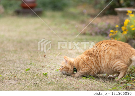 何かを狙う猫 何かを狙う猫 121566050