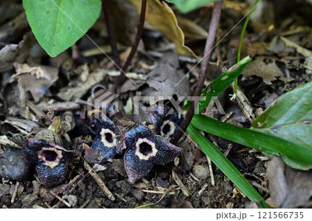 晩秋の花　カンアオイの花 121566735