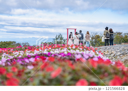 青空に映える茶臼山高原に咲くサンパチェンスの風景(愛知県) 青空に映える茶臼山高原に咲くサンパチェンスの風景(愛知県) 121566828