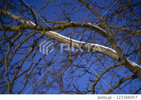 the branches covered with snow against a clear blue sky the branches covered with snow against a clear blue sky 121566957