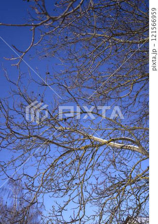 the branches covered with snow against a clear blue sky 121566959