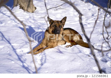 german shepherd dog lies on the ground in winter german shepherd dog lies on the ground in winter 121566961