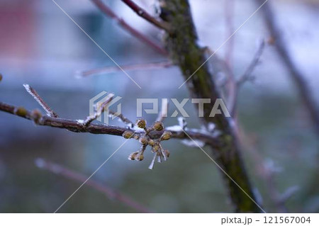 buds on the branches are covered with a layer of ice, icicles buds on the branches are covered with a layer of ice, icicles 121567004