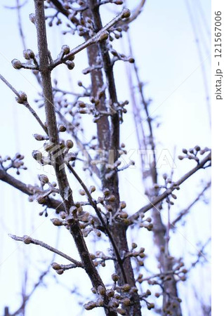 buds on the branches are covered with a layer of ice, icicles buds on the branches are covered with a layer of ice, icicles 121567006