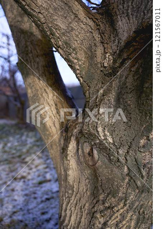 a texture of a walnut tree soaked in melted snow 121567011