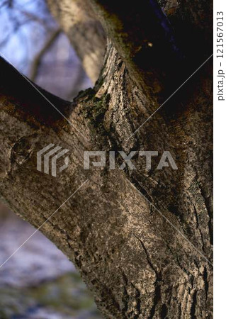 a texture of a walnut tree soaked in melted snow 121567013