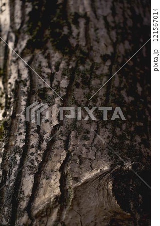 a texture of a walnut tree soaked in melted snow 121567014