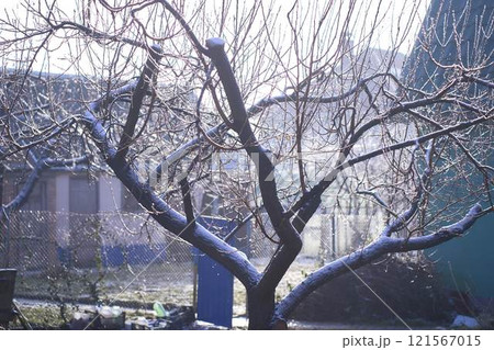 the branches covered with a layer of ice, icicles 121567015