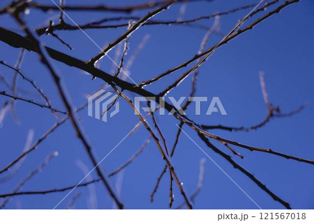 the branches covered with a layer of ice, icicles the branches covered with a layer of ice, icicles 121567018