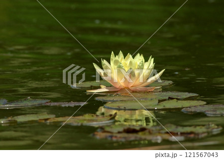 Water lily close-up. 121567043