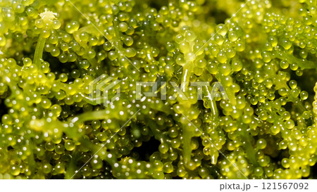 新鮮な海ぶどう 沖縄 クビレズタ グリーンキャビア 接写 121567092