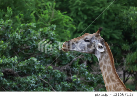 Close up head giraffe in the garden 121567118