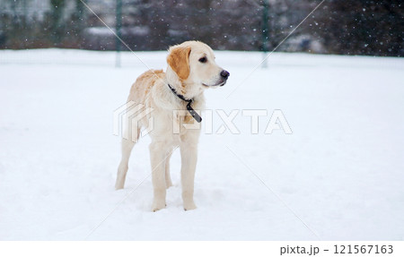 Golden Retriever Puppy Playing In The Snow Outdoors In Winter 121567163