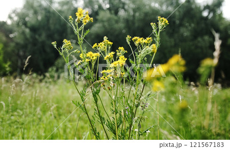 Yellow Flowers And Grass Growing On A Meadow On A Summer Day Yellow Flowers And Grass Growing On A Meadow On A Summer Day 121567183