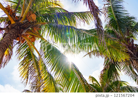 Sunny Tropical Palm Trees Gracefully Swaying Under Beautiful Blue Skies and Sunshine Sunny Tropical Palm Trees Gracefully Swaying Under Beautiful Blue Skies and Sunshine 121567204